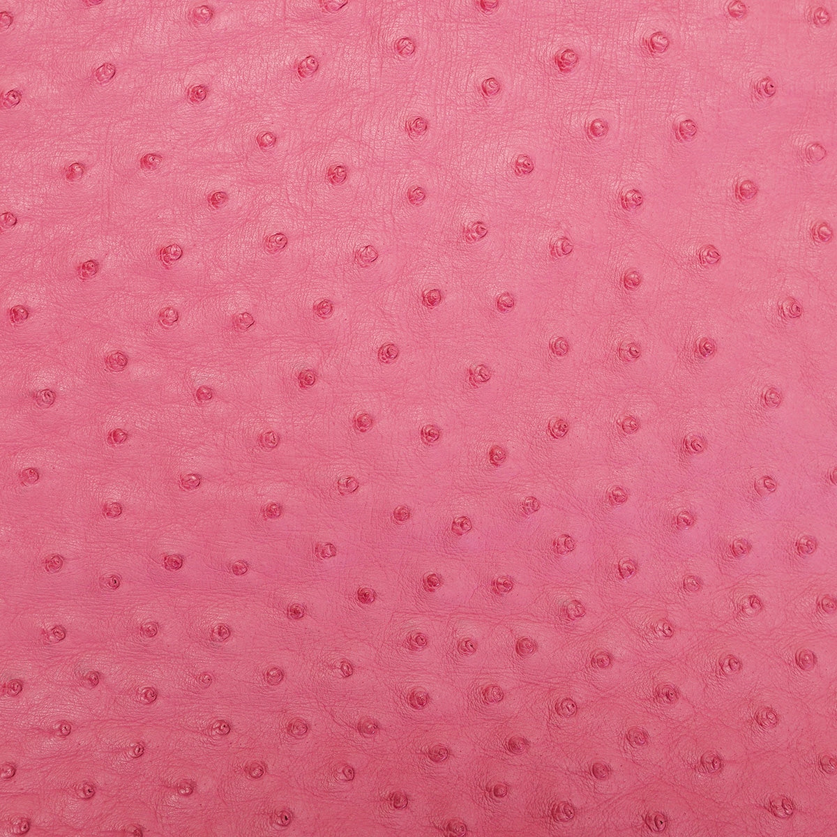 OSTH.Indian Pink.02.jpg Ostrich Hides Image