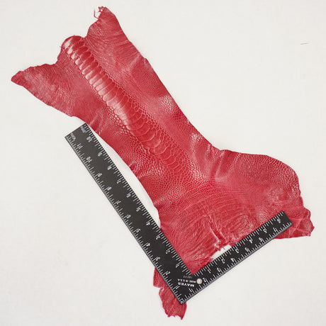 63-30502.SLC.3.jpg Ostrich Leg - Lathyrus Image