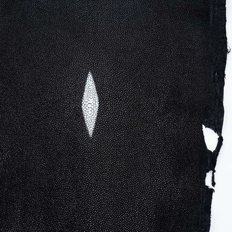 39-82009.SLC.2.jpg Large Black Stingray Image