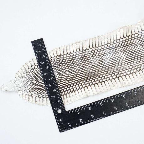 39-1.SLC.2.jpg Natural Cobra Skin with Head Image