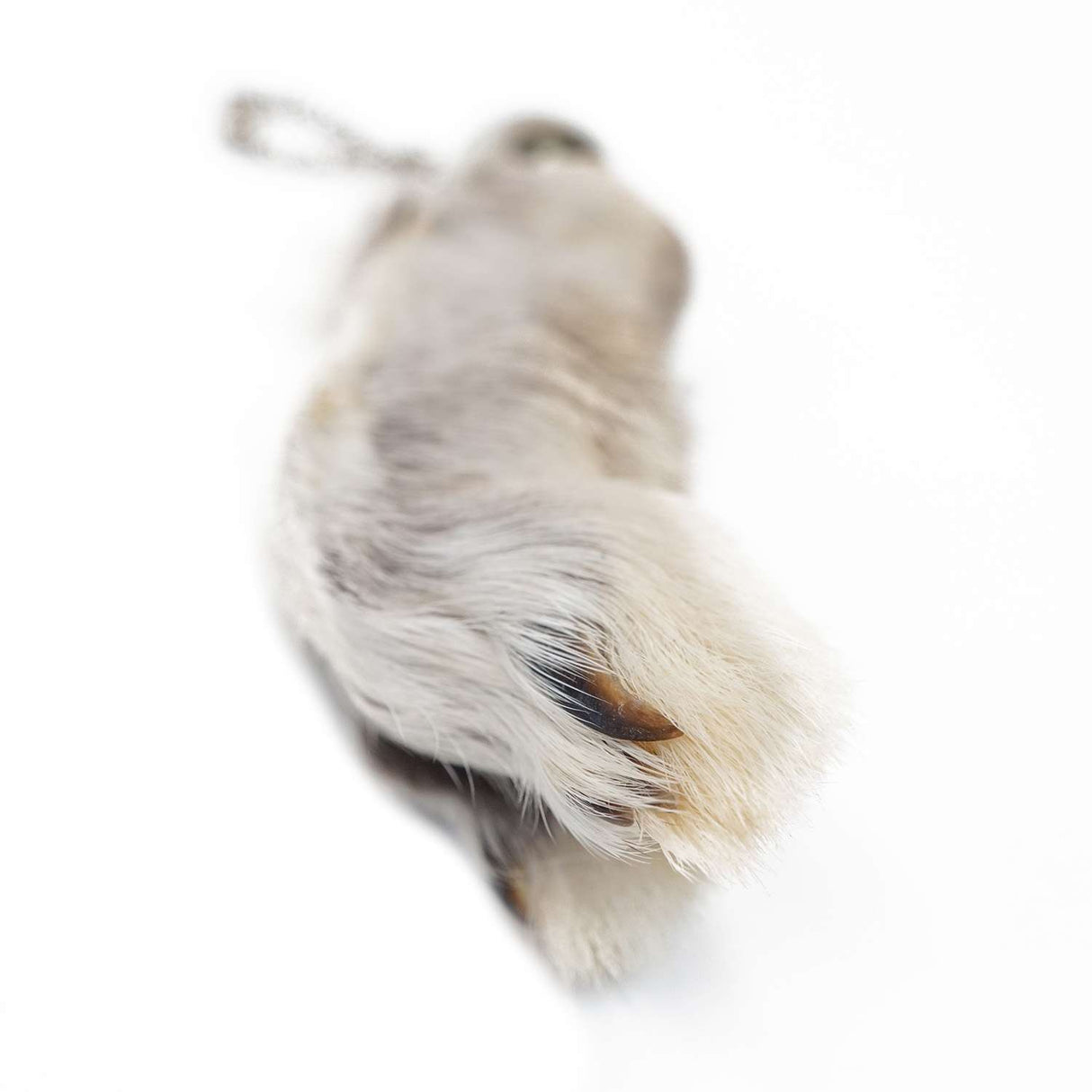 16-3338.SLC.3.jpg Assorted Rabbit Foot Image