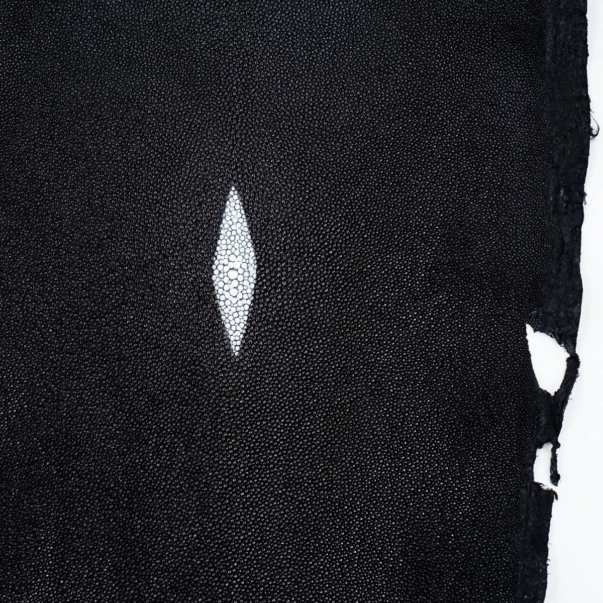 39-82009.SLC.2.jpg Large Black Stingray Image