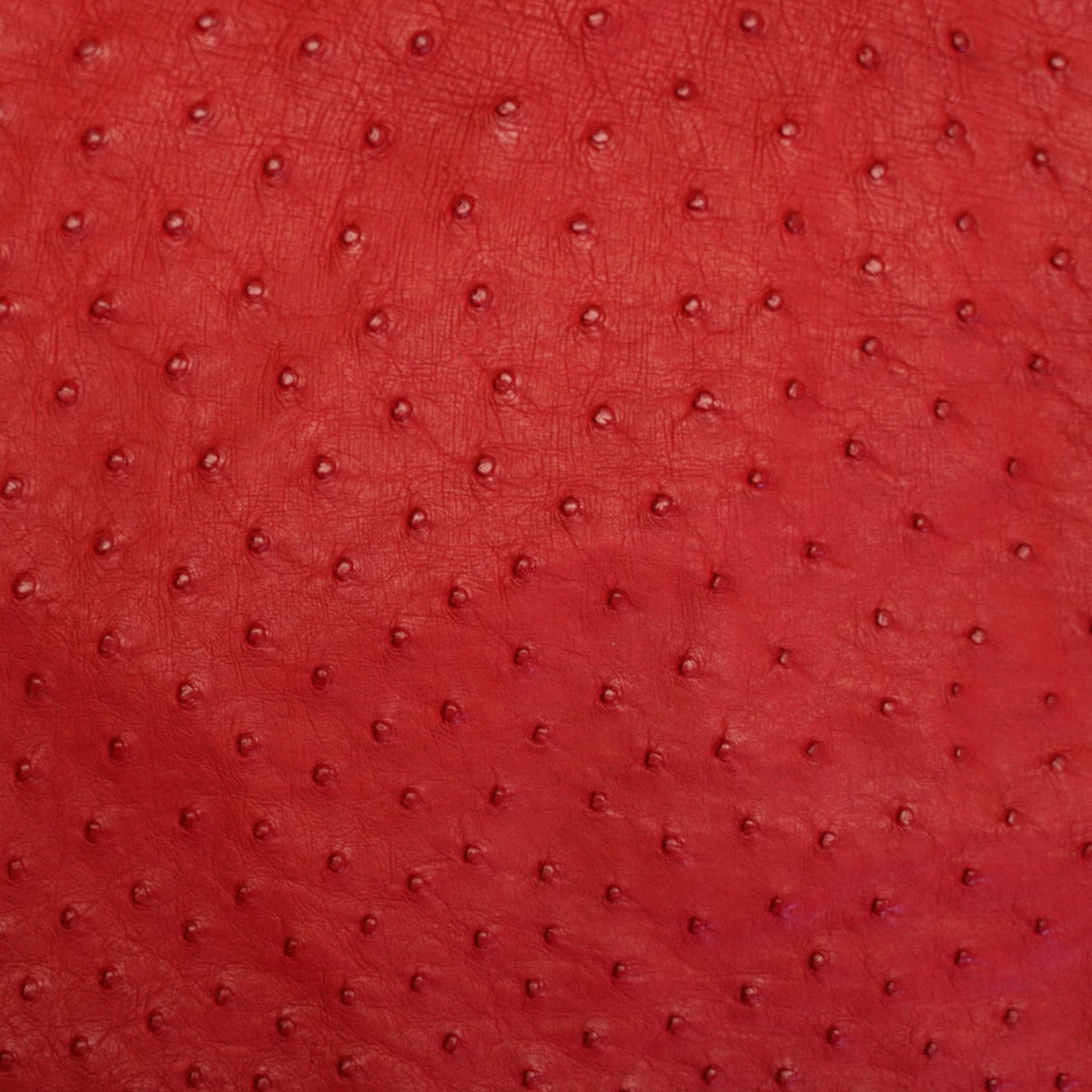 OSTH.Red.02.jpg Ostrich Hides Image